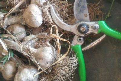 6 formas sorprendentes de utilizar el ajo en tu huerto o jardin