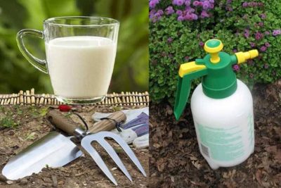 8 formas sorprendentes en que la leche puede mejorar tu huerto o jardin