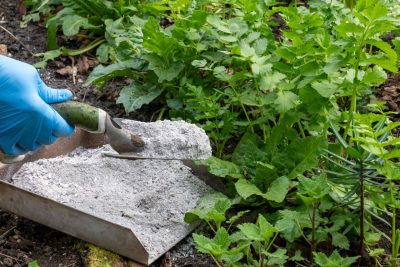 8 valiosos usos de la ceniza en el huerto o jardin para un crecimiento saludable