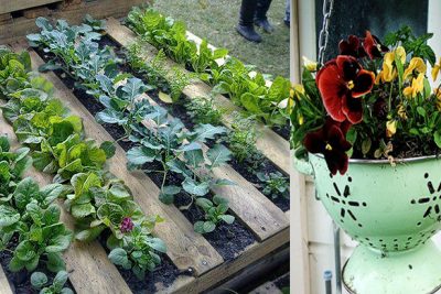 9 formas ingeniosas de utilizar el serrin en tu jardin o huerto