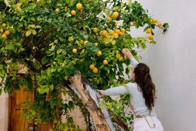 abona tus citricos de manera efectiva 3 metodos naturales para un crecimiento saludable
