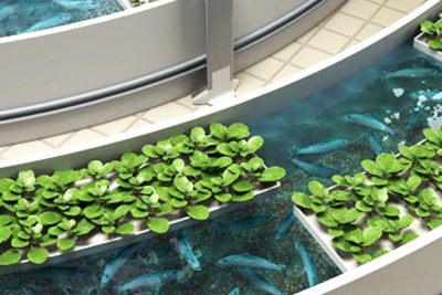 acuaponia el sistema sostenible que produce plantas y peces con un solo ciclo de agua
