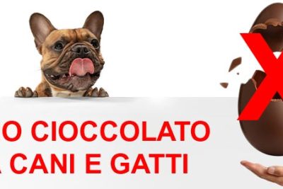 advertencia canina 21 alimentos que son toxicos para tus amigos felinos y caninos