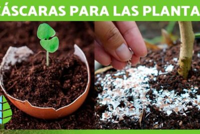 anade calcio a tus plantas de manera ecologica con cascaras de huevo el metodo facil
