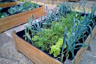 aprende a cultivar calabacines de manera facil con tecnicas de poda y entutoramiento