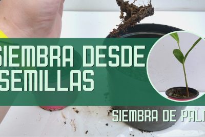 aprende a germinar semillas de palmera un paso a paso para cultivar tu propio arbol