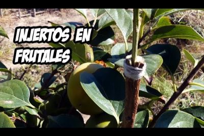 aprende a injertar un arbol frutal de manera efectiva un paso a paso para jardineria experta