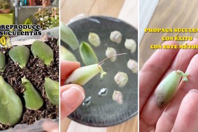 aprende a multiplicar tus suculentas con facilidad trucos para propagar mediante hojas