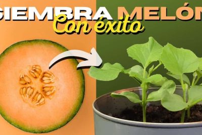 aprende a plantar melones de manera efectiva en tu huerto jardin