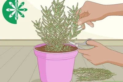 aprende a plantar romero en maceta 2 formas faciles de tenerla siempre en casa