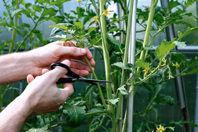 aprende a podar tus tomateras para obtener una cosecha mas rica y sabe que hacer con las podas