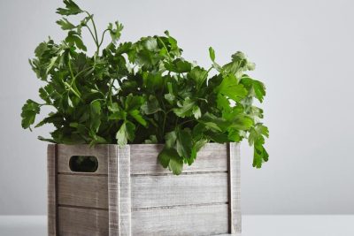 aprende a trasplantar perejil con exito consejos practicos para un crecimiento saludable