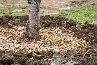 aprende la tecnica de chop and drop un metodo efectivo y sostenible para fertilizar tus plantas