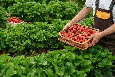aprovecha al maximo tu huerto 15 plantas amigas que crecen bien con tomates