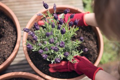 aqui te explicamos por que el tomillo es una excelente opcion para tu jardin o huerto
