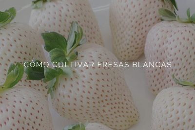 cientos de plantas de fresa en 7 dias aprende a germinarlas en casa con estos sencillos trucos