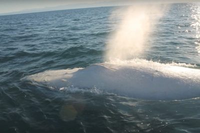 conoce a migaloo la ballena blanca jorobada mas famosa del mundo