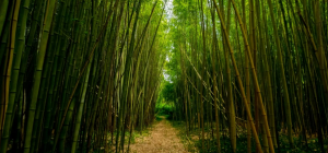 construye con bambu descubre la ciencia de la construccion ambientalmente amigable