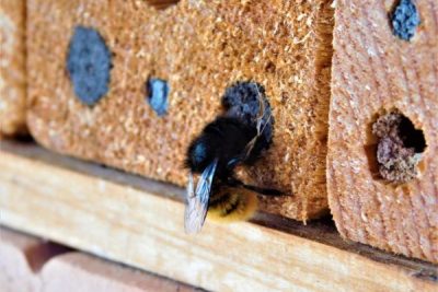 construye un refugio protegido para abejas con este tutorial paso a paso facil y sencillo