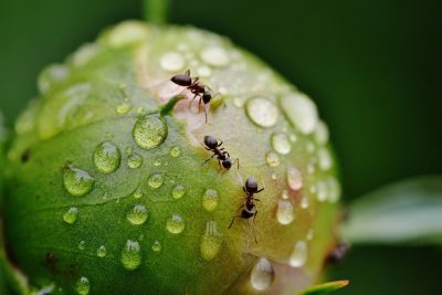 controle las hormigas en su jardin consejos y trucos para un jardin saludable