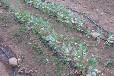 cosecha de gusto aprende a cultivar habas con exito paso a paso