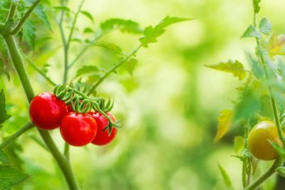 crea tu jardin de tomates cherry organicos caseros todo el ano con estos consejos