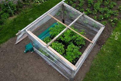 crea tu propio invernadero casero y haz crecer tus plantas de manera facil y efectiva