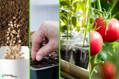 crea tu propio jardin de pimientos en casa un paso a paso para germinar pimientos de supermercado
