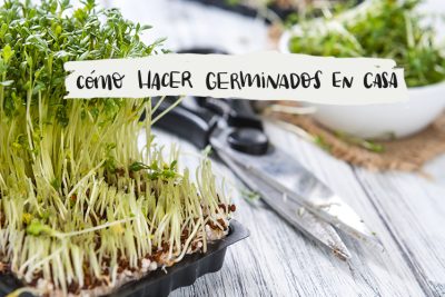 crea tus germinados caseros un guia facil y practica paso a paso