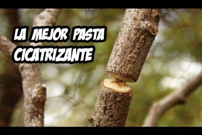 crea tus propios cicatrizantes naturales para arboles con estos remedios caseros