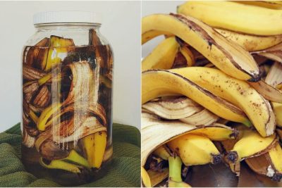 crea un fertilizante ecologico casero con cascara de platano o banana para tus plantas