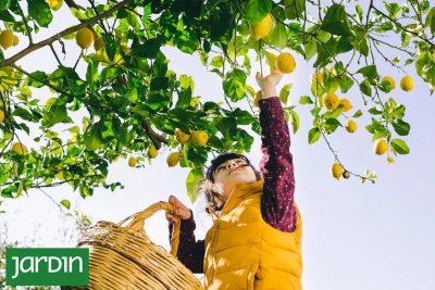 crea un jardin de limones exitoso consejos para cosechar y mantener la produccion