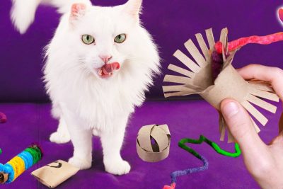 crea un juguete casero divertido para gatos con materiales reciclados y ahorra dinero