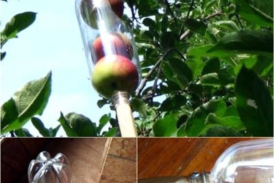 crea un recolector de fruta casero con una botella de plastico en 5 sencillos pasos