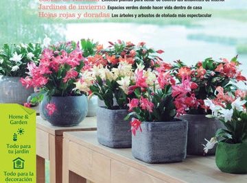 crea un rincon de paz como cultivar y mantener una planta de laurel con sus multiples usos ya sea en el jardin o en casa