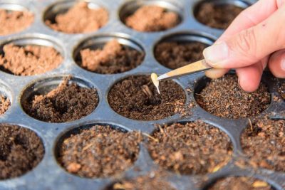 crea un semillero de cama caliente para acelerar el proceso de germinacion de tus semillas