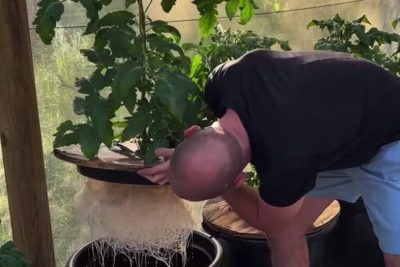 crea una jardin de lechugas hidroponicas sin electricidad en casa con el metodo kratky