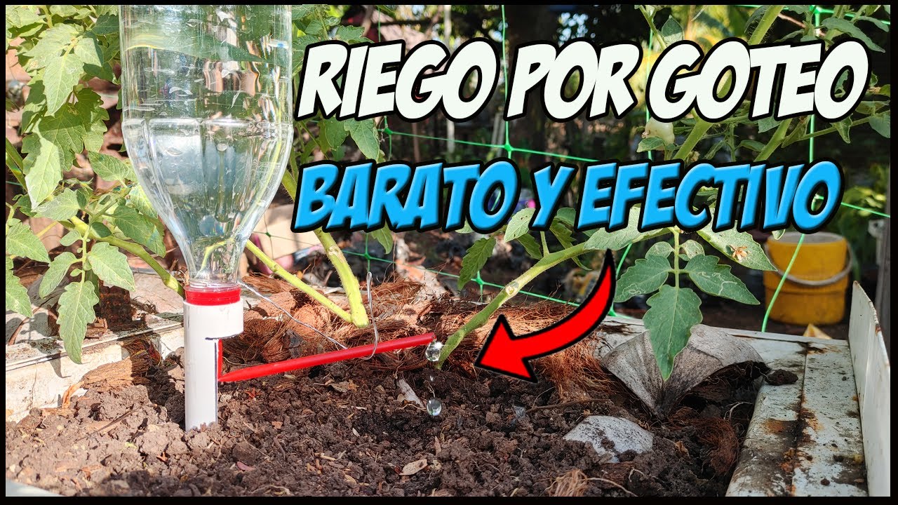 Crea una regadera casera con una botella de plástico: un proyecto fácil y sostenible para jardineros 1 crea una regadera casera con una botella de plastico un proyecto facil y sostenible para jardineros