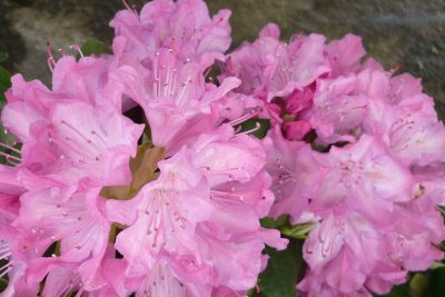 cuidados y poda perfectos para que tu rododendro florezca en maceta y jardin