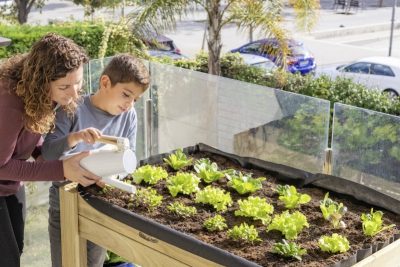cultiva con exito los 10 mejores cultivos de huerto para principiantes