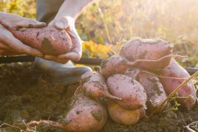 cultiva toneladas de batatas desde una raiz de supermercado un proceso facil y rapido