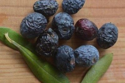 cultiva tus propios olivos guia pasos a pasos para germinar semillas de aceituna