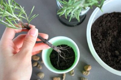 descubre como crear un enraizante natural con lentejas para grew plants con exito