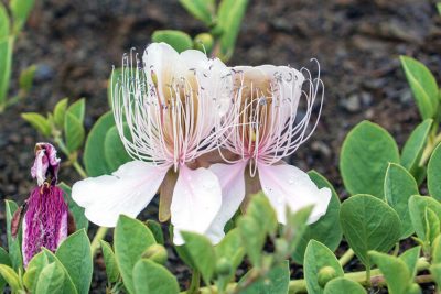 descubre como cultivar alcaparras con facilidad en tu jardin o huerto