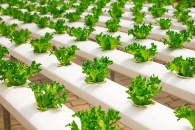 descubre el arte del cultivo hidroponico ventajas sistemas y tips para principiantes