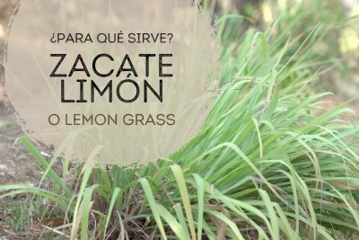 descubre el poder de la lemongrass propiedades y usos de esta planta medicinal y culinaria