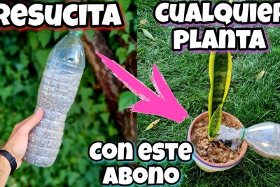 descubre el secreto del agua de arroz un fertilizante natural y gratuito para tus plantas
