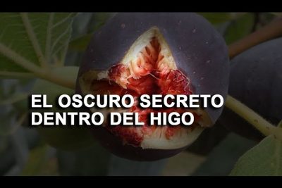 descubre el secreto detras del higo la relacion entre avispas y frutas