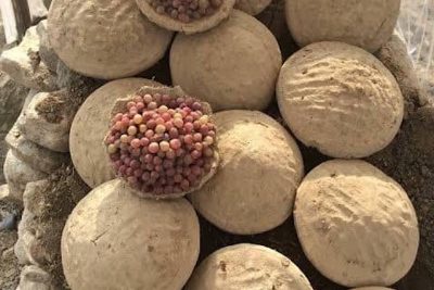 descubre la kangina la tecnica tradicional afgana para conservar uvas frescas durante meses