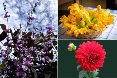 descubre las 30 flores comestibles que crecer en tu jardin y disfruta de ellas en la cocina